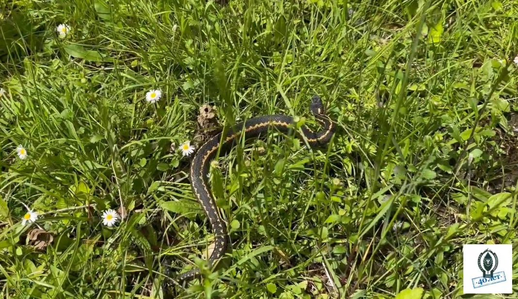 Змеи Сочинского национального парка: что важно каждому о них знать