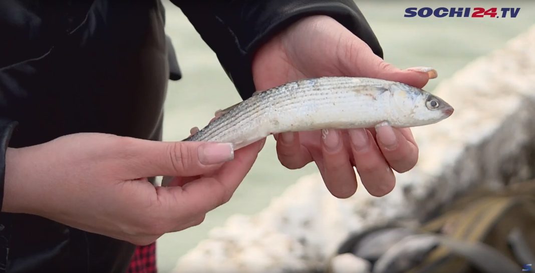 Рыбалка в Сочи: где ловить и сколько можно заработать на свежей рыбе