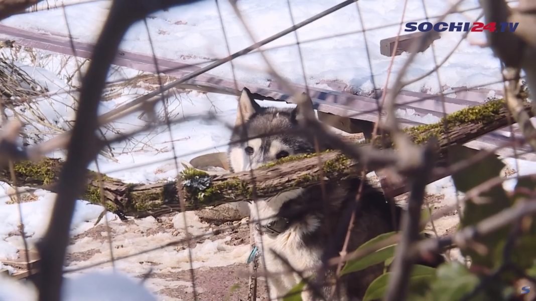 Хозяин собак, сорвавших лицо с ребенка в Сочи, получил подписку о невыезде