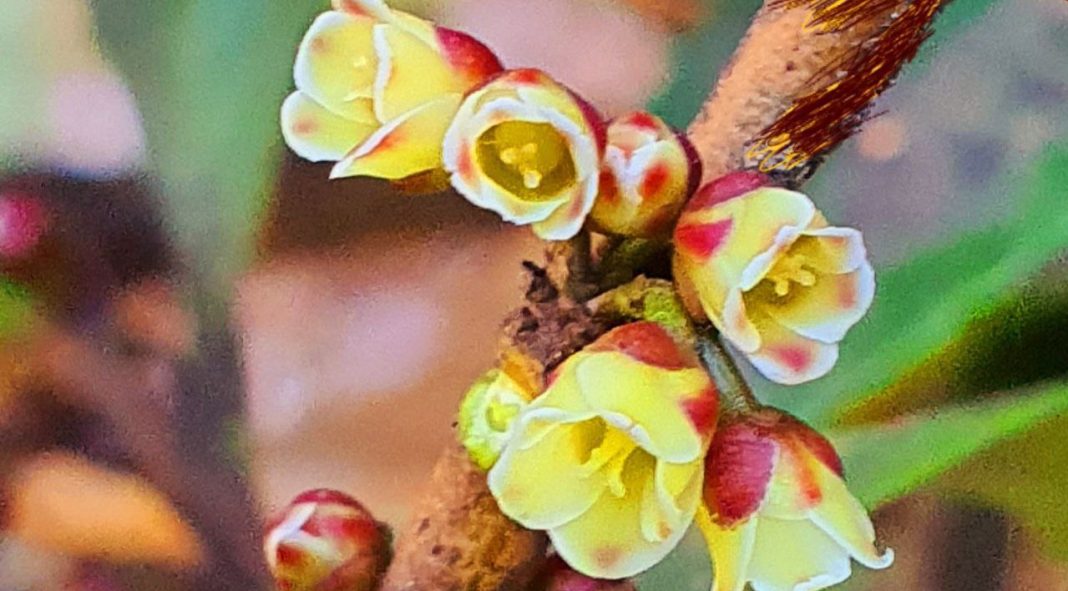 В дендропарке «Южные культуры» начало цвести «свиное дерево»