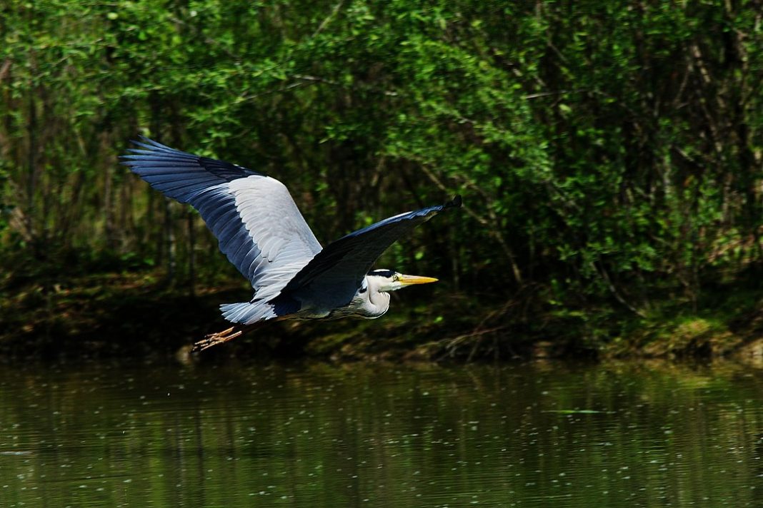 Спасение серой цапли: волонтёры Сочи помогли птице вернуться в природу