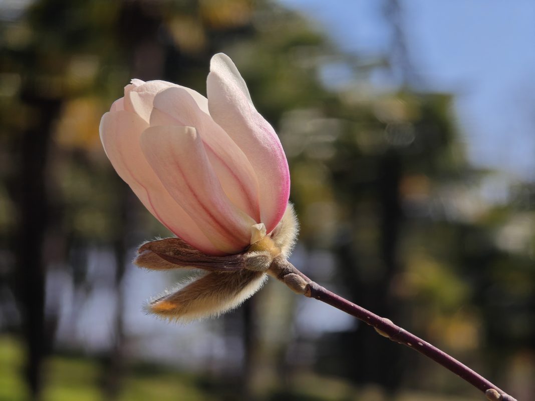 Весеннее чудо: магнолии зацвели в парке Дендрарий в Сочи