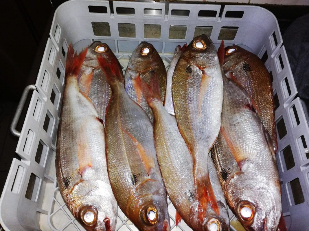 В Сочи пресекли нелегальную перевозку 50 кг рыбы без документов