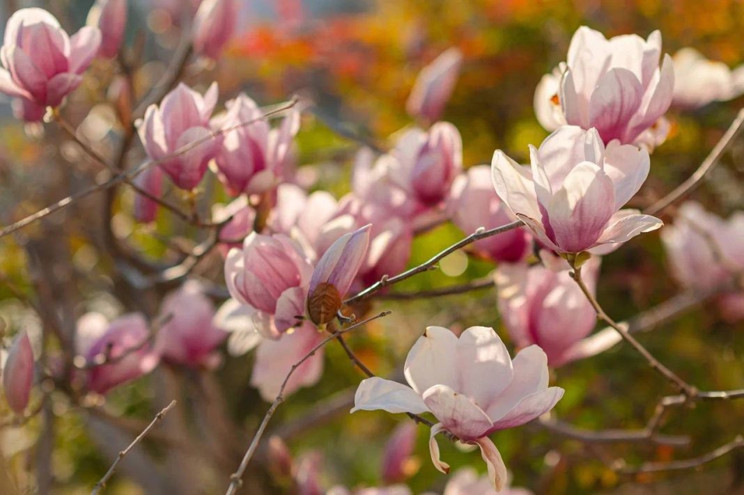 Воздушная магнолия Суланжа расцвела в дендропарке «Южные культуры»