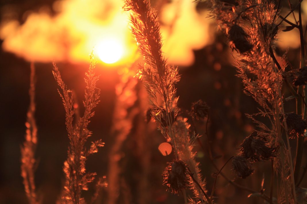 Первая декада марта в Сочи стала одной из самых засушливых за последнее десятилетие