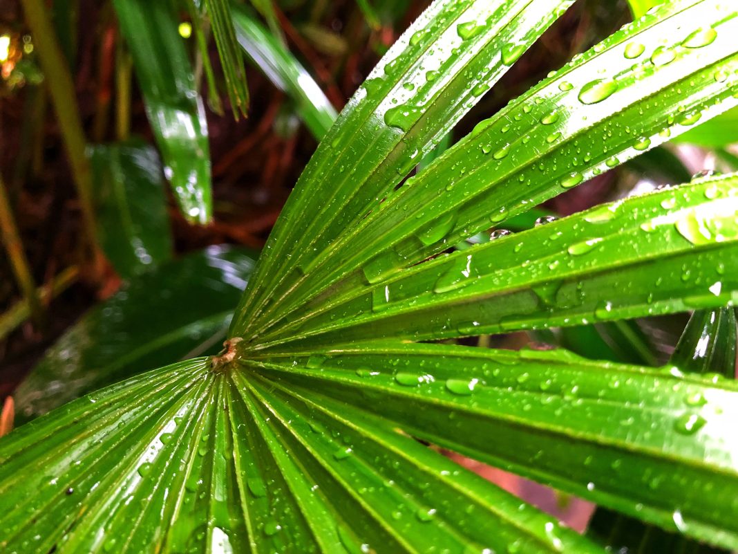 Погодные метаморфозы в Сочи: курорт побил температурный рекорд за последние 25 лет, а сейчас готовится к холодному фронту