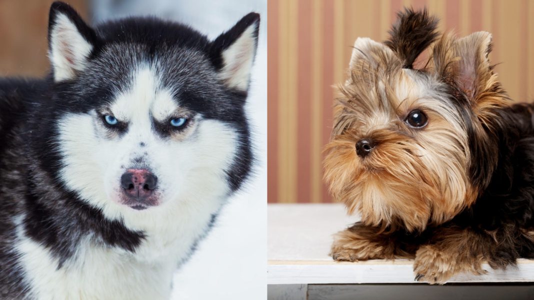 «Я только слышала, как сын орал»: новое нападение хаски в Сочи, домашний пес разорвал йорка