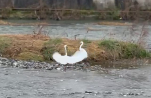 Цапли заигрались в центре Сочи и попали на видео
