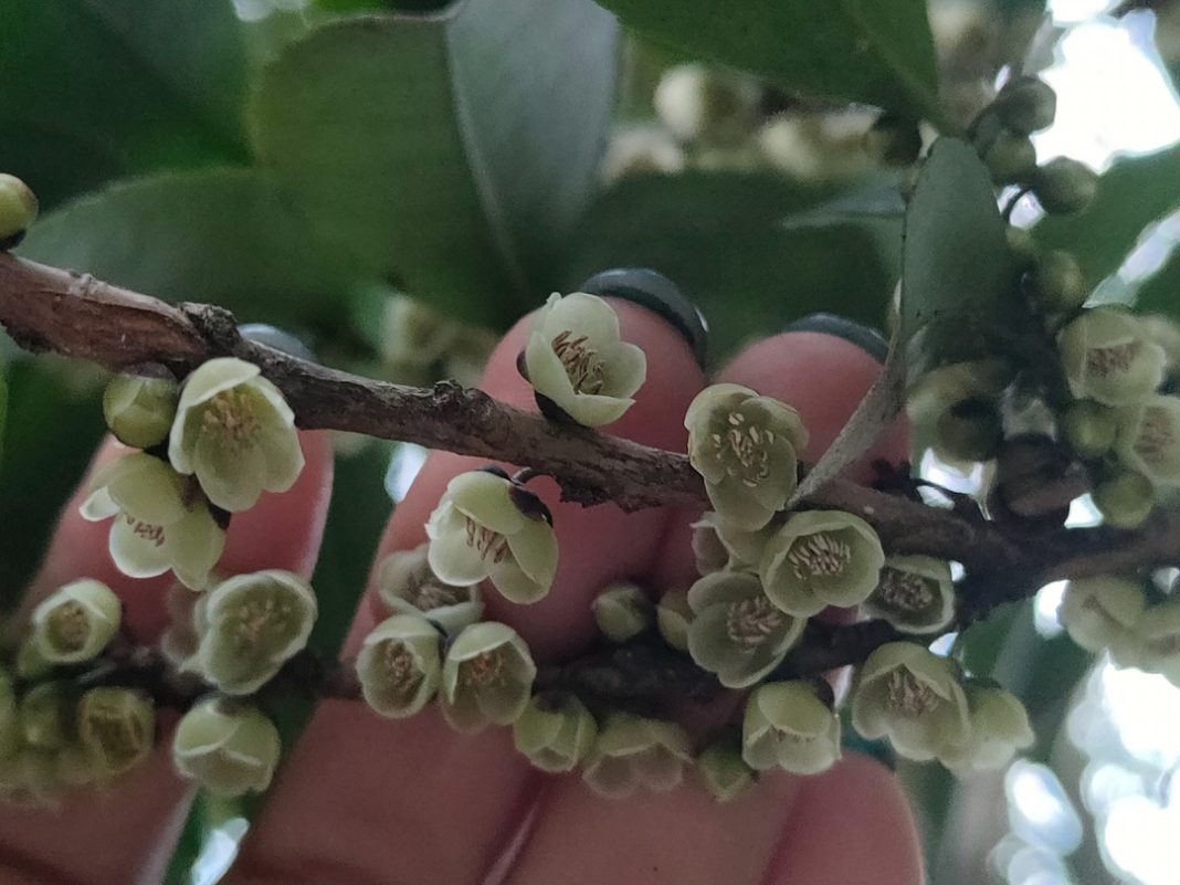 В Сочи зацвело «свиное дерево»: запах газа стоит на весь Дендрарий