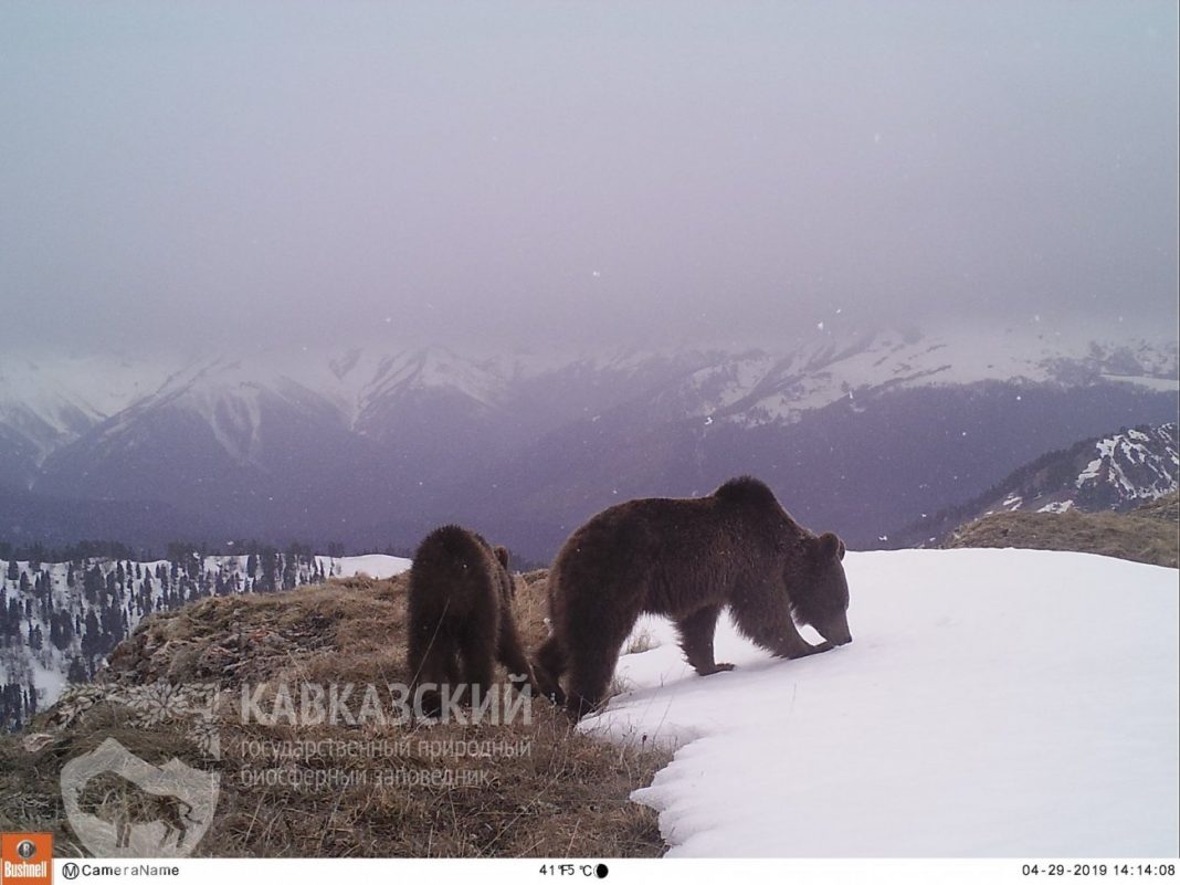 Весна в горах Сочи: самцы медведей первыми выходят из спячки