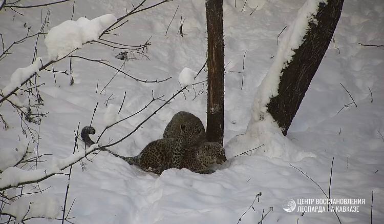 Трехлапая самка леопарда Олимпия и ее сын Казбек, радующиеся снегу, попали на видеокамеру