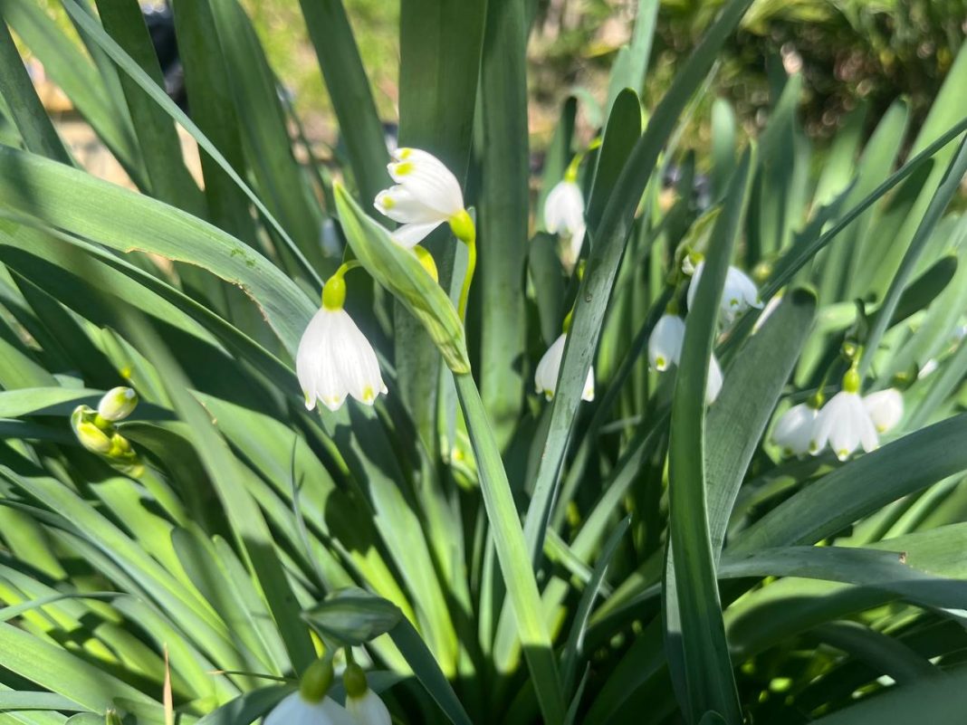 В Сочи расцвел редкий белоцветник, спасённый во время олимпийской стройки