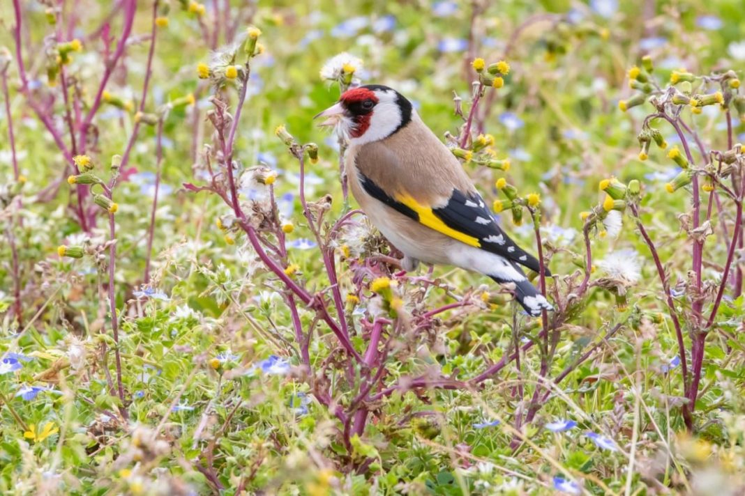 Чирки, цапли, дрозды и не только: каких перелетных птиц можно увидеть и услышать в Сочи