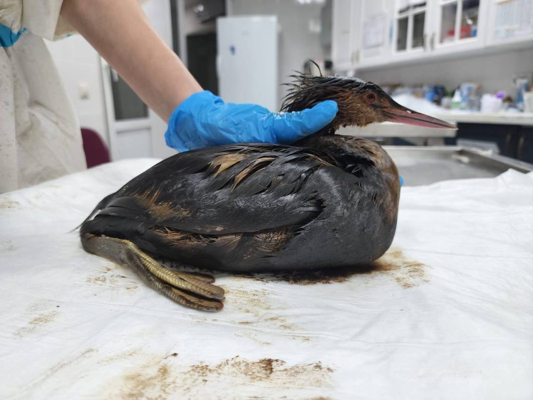 В СГО подсчитали птиц, пострадавших из-за разлива нефти в Черном море