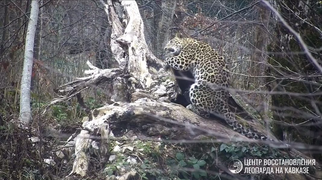 Центр восстановления леопарда в Сочи поделился кадрами жизни самки Рицы