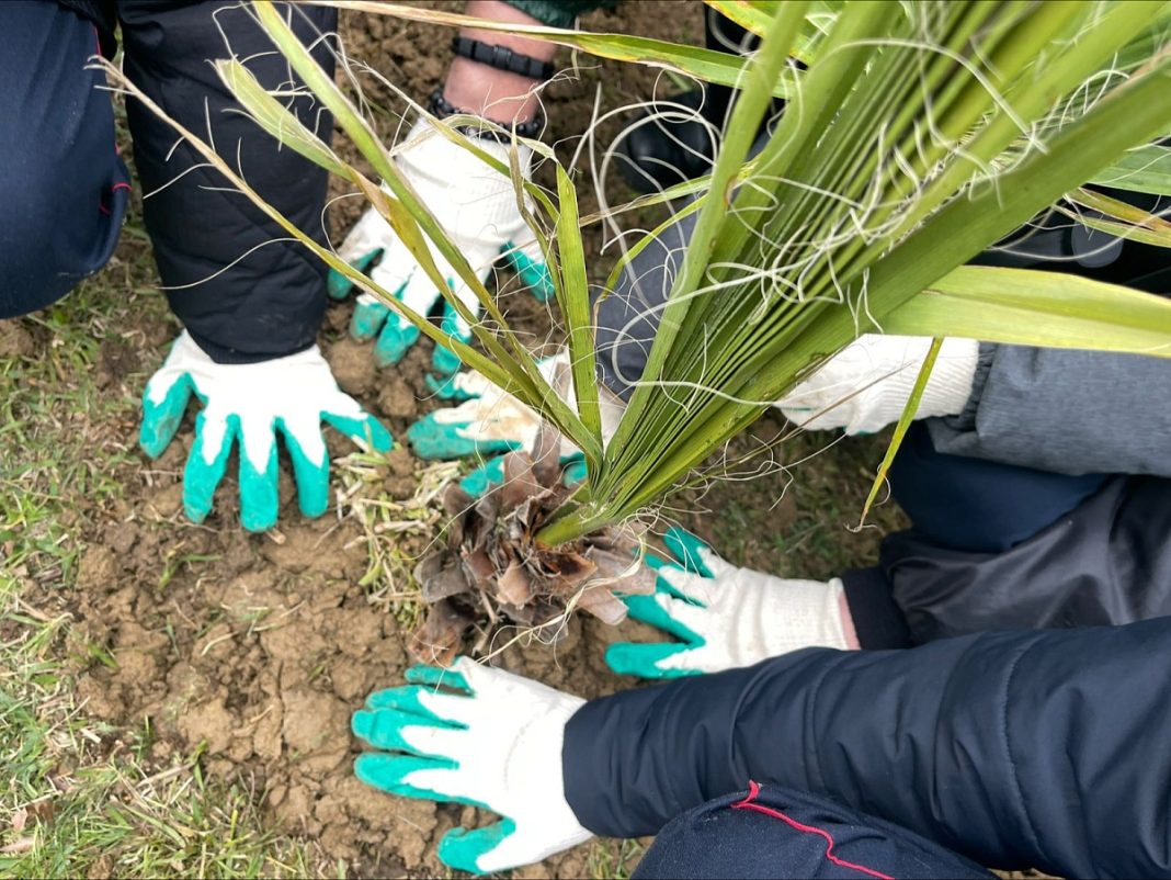 В парке «Дендрарий» высадили пальмы в честь 80-летия победы в Великой Отечественной войне