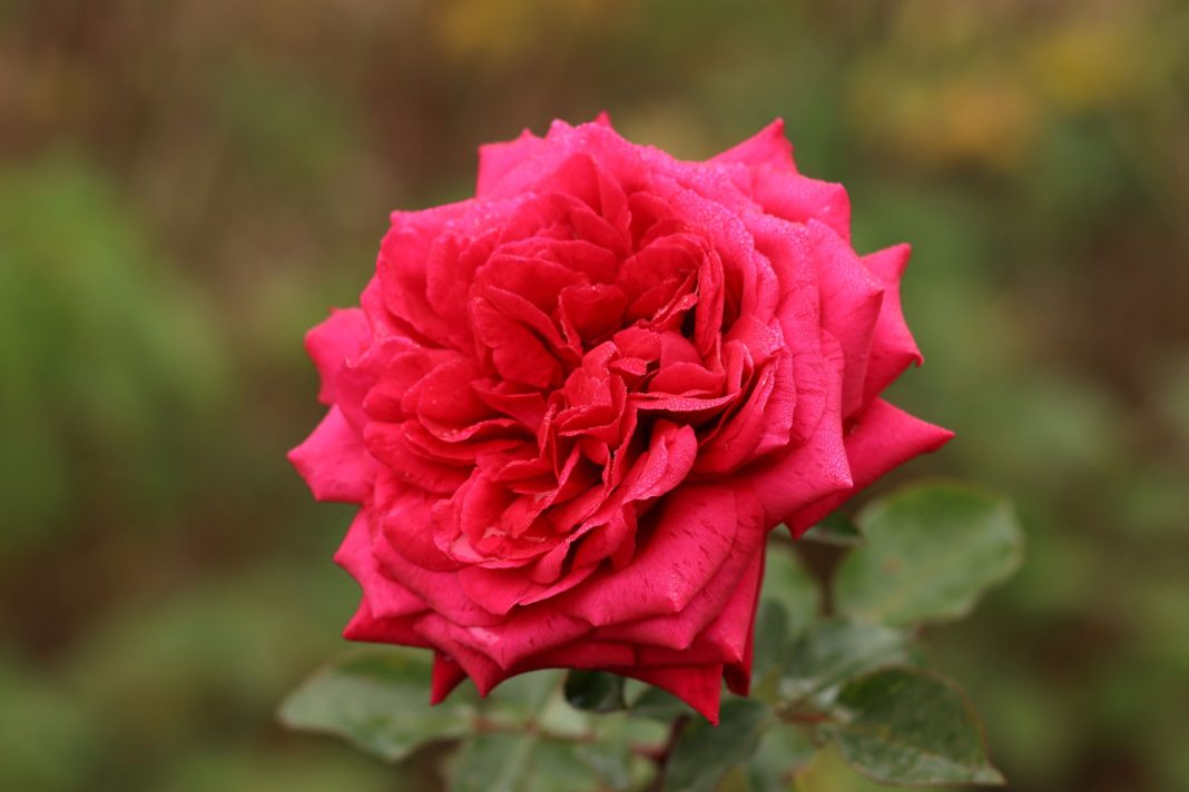 На курорте «Роза Хутор» появился розарий с новым сортом, названным в честь курорта