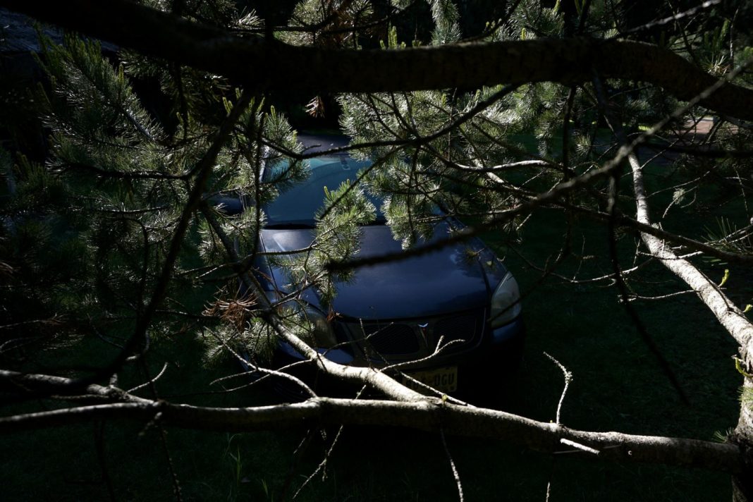 В центре Сочи дерево упало на легковой автомобиль с женщиной за рулем