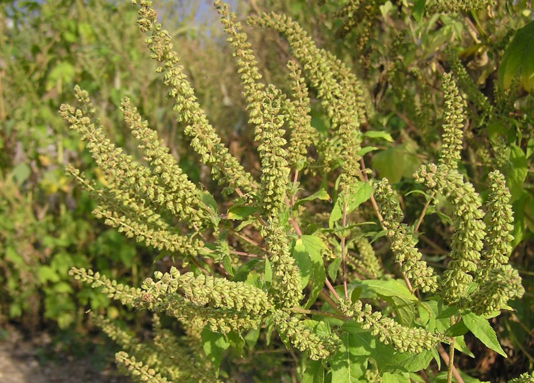 Жителей Сочи предупредили о начале сезона смертельно опасной амброзии