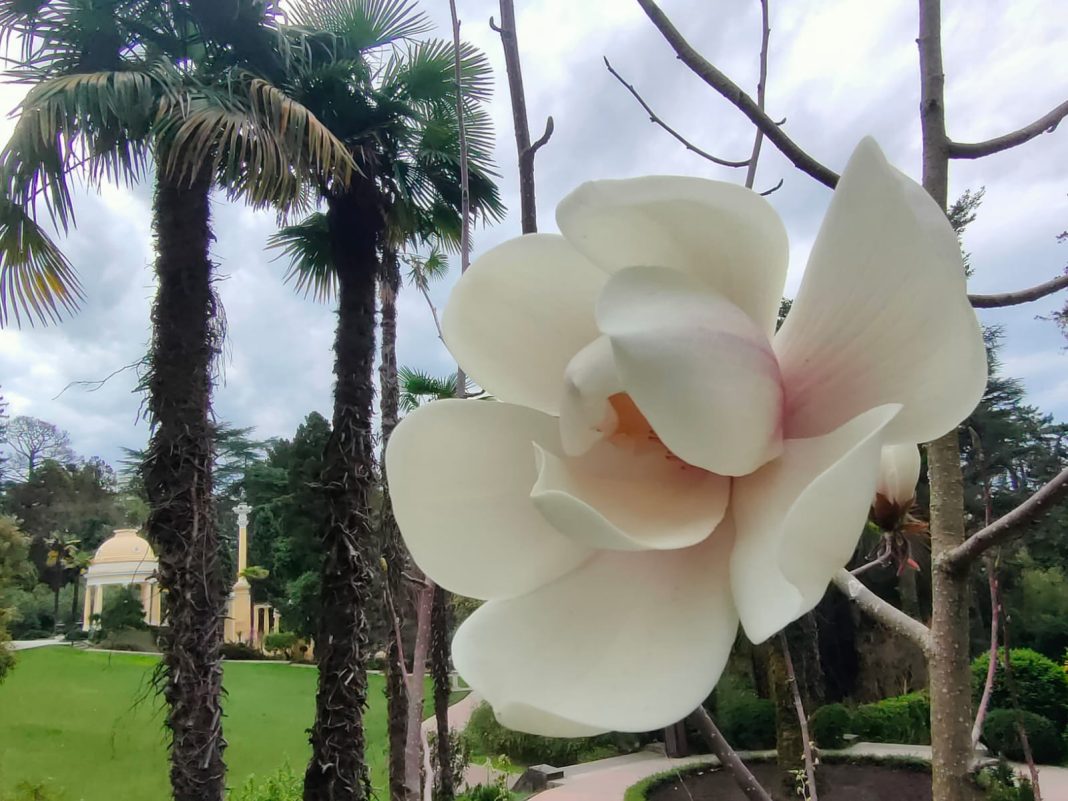 Десять лет ожидания: в Сочи распустилась редкая гималайская магнолия