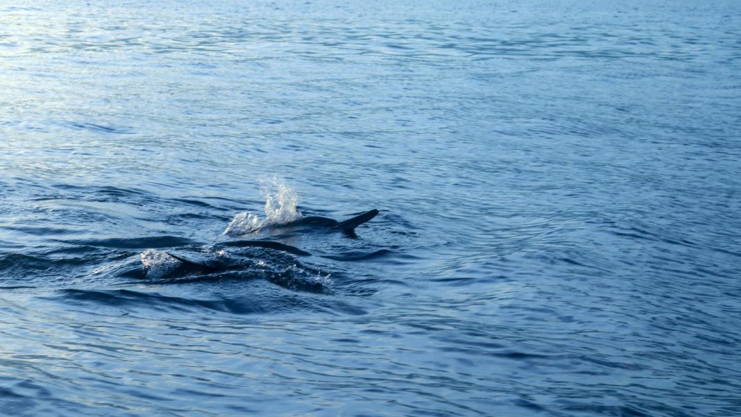 В Сочи спасли двух дельфинов, попавших в рыболовные сети