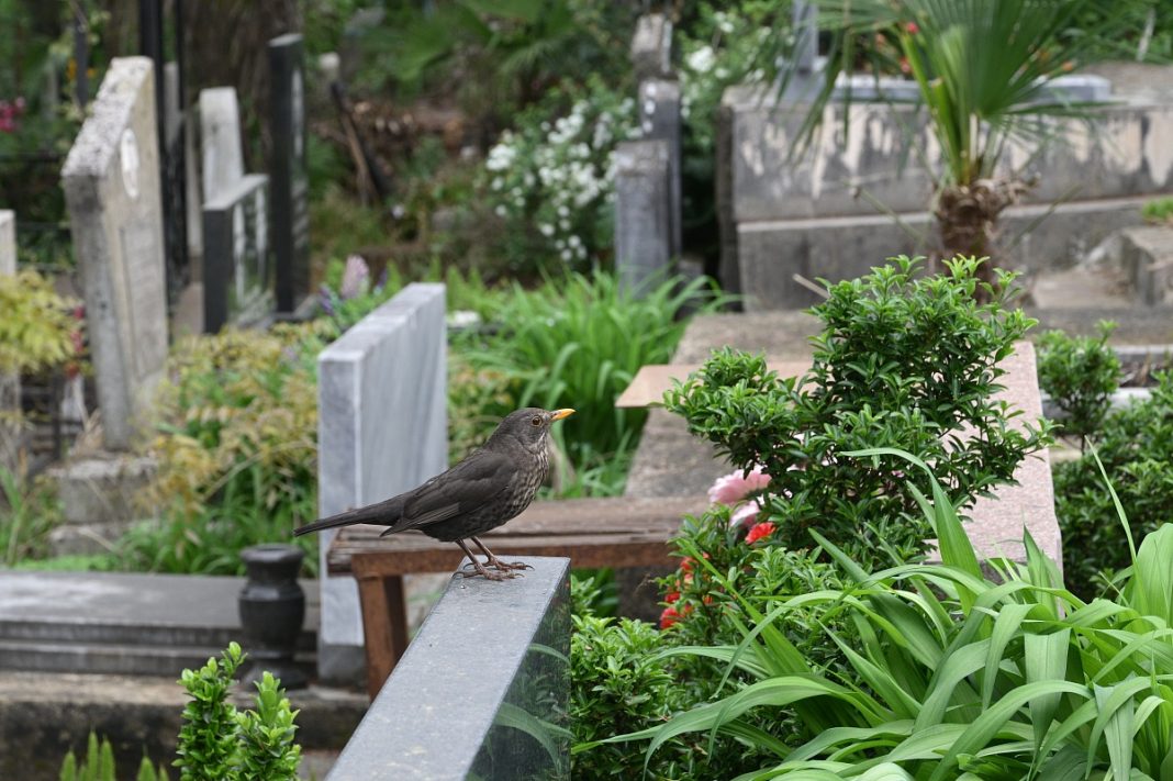 Рабочие убирают кладбища Сочи в преддверии Пасхи и Радоницы