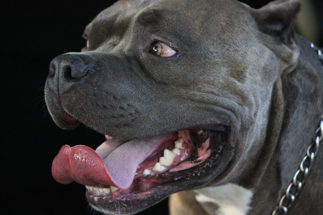 Полиция установит личность хозяина агрессивных псов с улицы Тимирязева