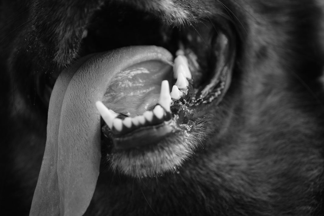 Новый эпизод нападения собак зарегистрирован в Сочи: на пенсионерку накинулись два соседских стаффорда