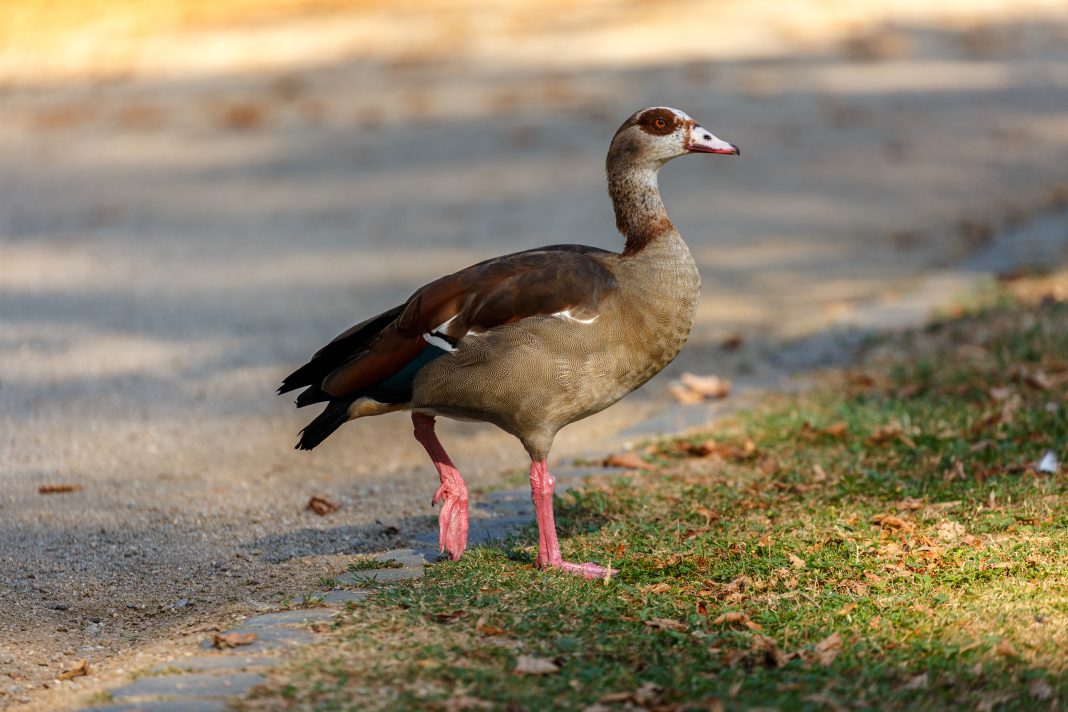 Редкий нильский гусь поселился на территории парка «Южные культуры» в Адлере