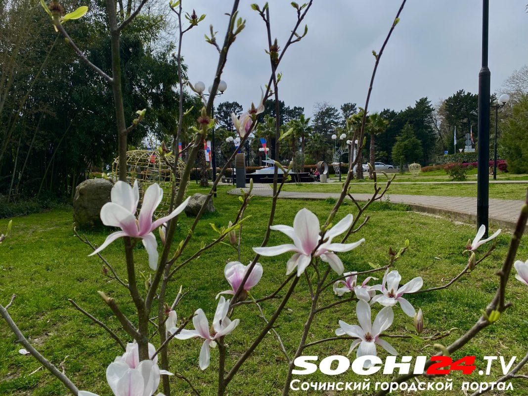 От парка в Хостинском до сквера в Адлерском: жители Сочи выберут, где навести красоту