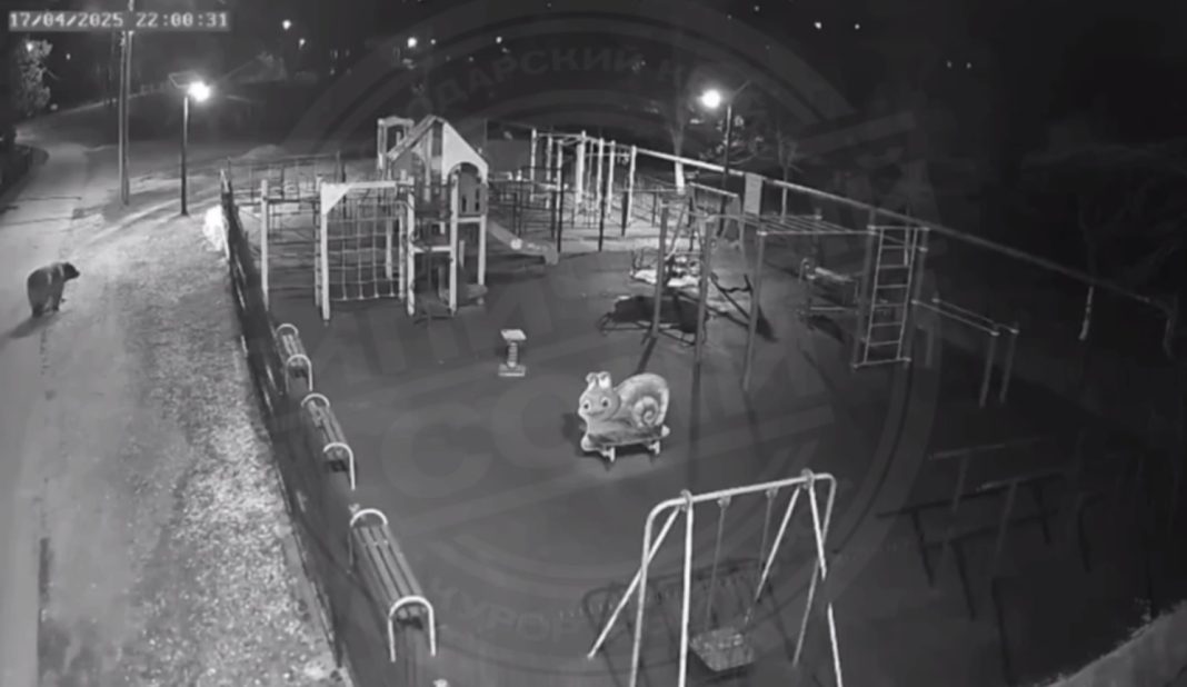 Медведи в Сочи снова вышли к людям: один замечен рядом с детской площадкой