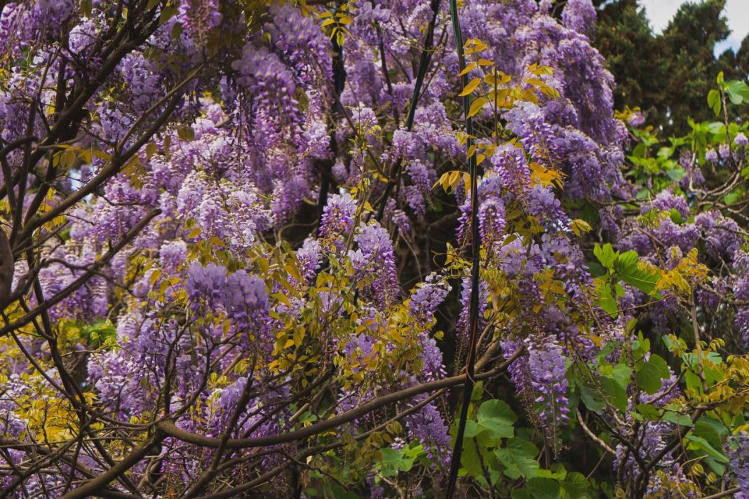 Ароматную «убийцу» заметили на улицах Сириуса и в «Южных Культурах»