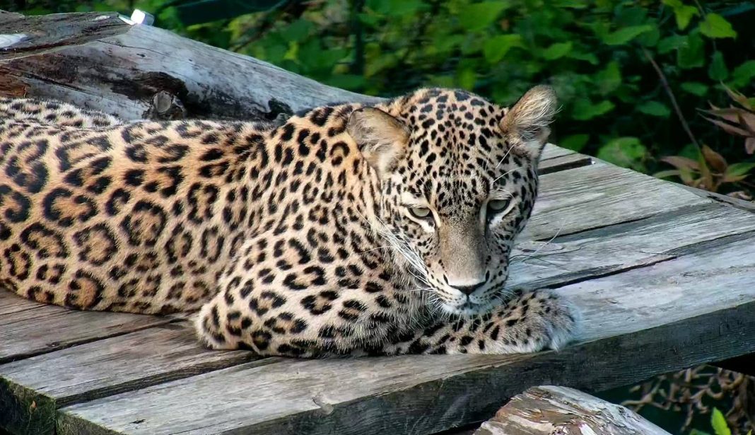 В Сочи Центру восстановления леопардов присвоили имя первого руководителя