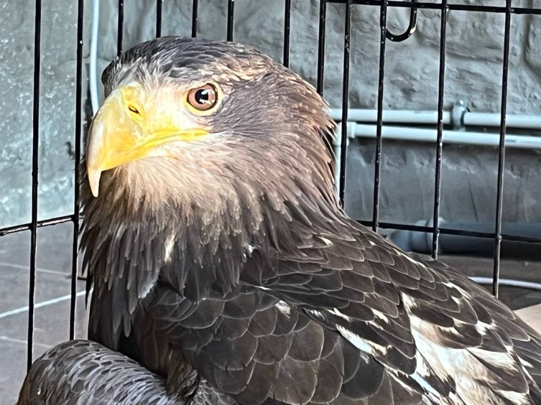 Бегство от живодеров и чудесное спасение: сочинские географы приютили белохвостого орлана