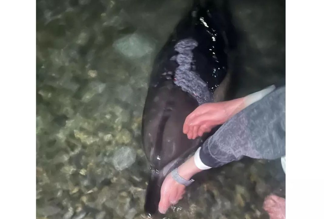 У черноморских дельфинов обнаружили загадочные кожные заболевания