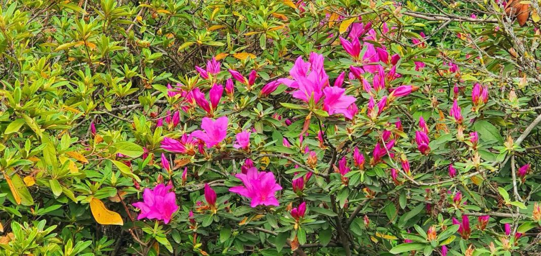 Сказочные кусты: «цветы эльфов» раскрыли бутоны в дендропарке Сочи