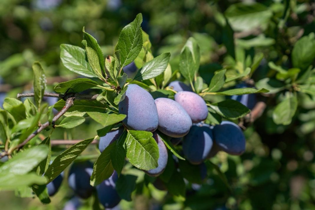 В Сочи прогнозируют снижение урожайности фруктовых культур из-за заморозков