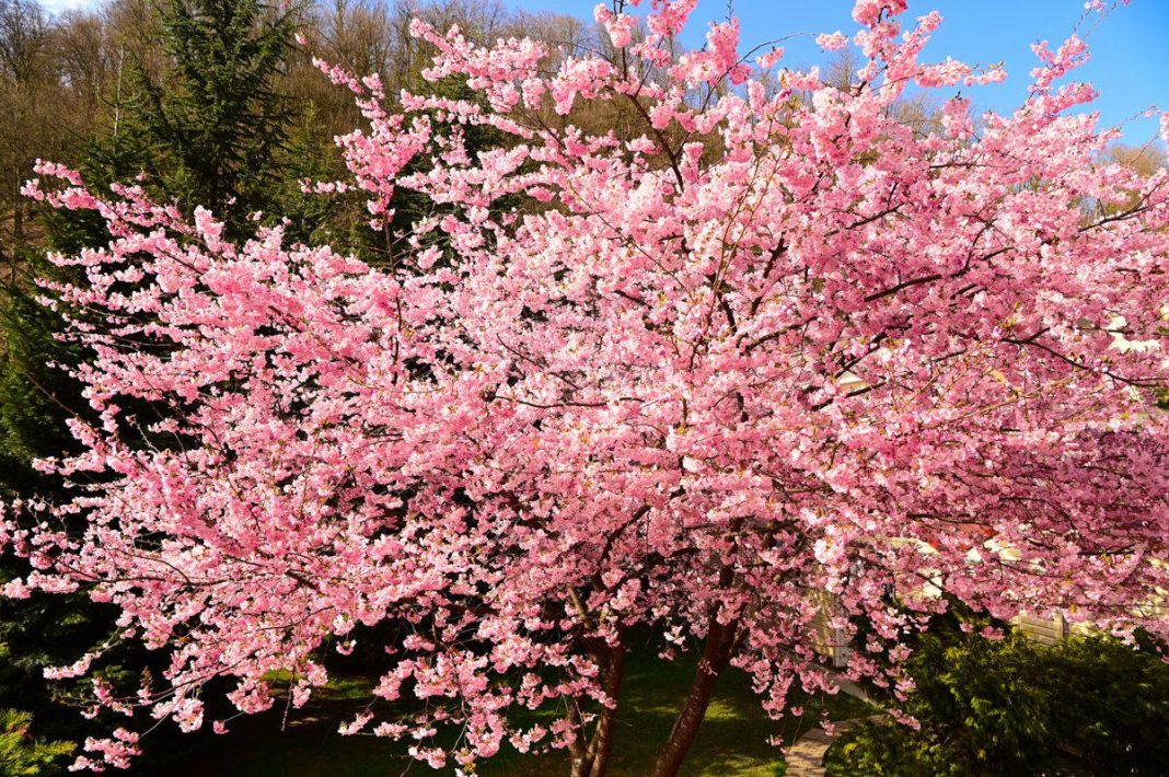 В горном кластере Сочи начался сезон цветения сакуры