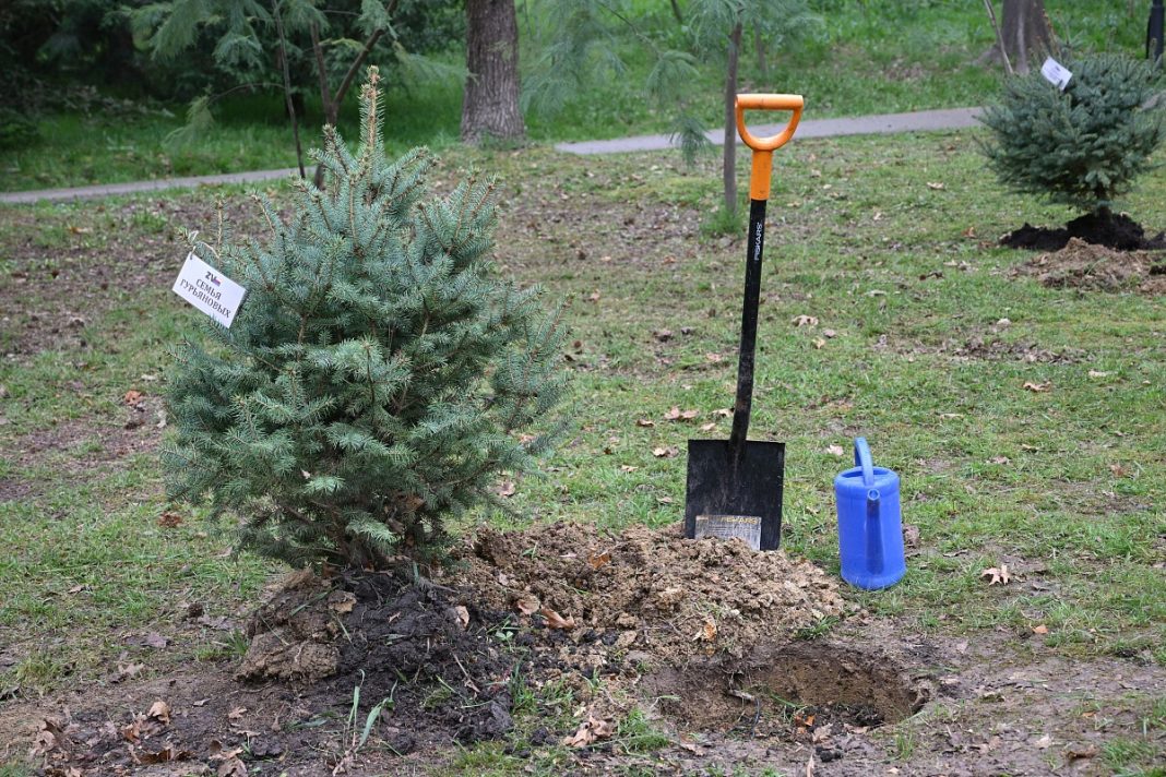 Более 40 елей украсили парки Сочи к 9 Мая