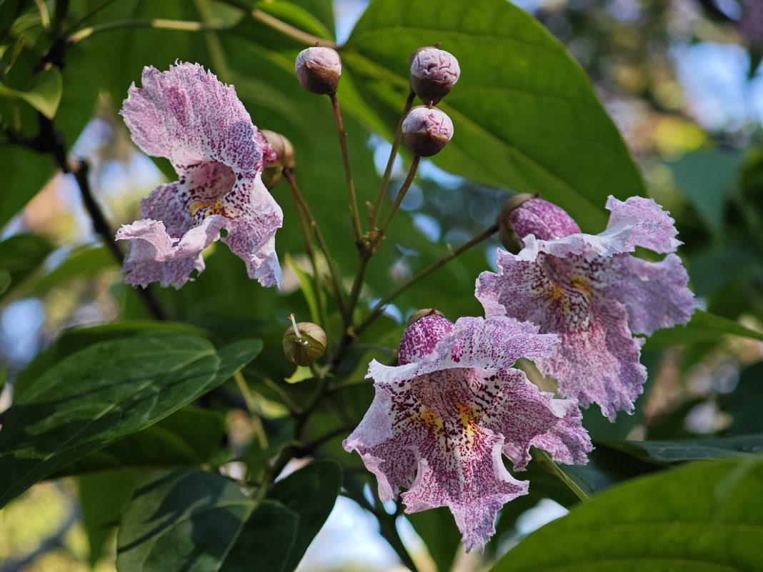 Редкая катальпа Фаржа начала цвести в сочинском «Дендрарии» впервые за 14 лет