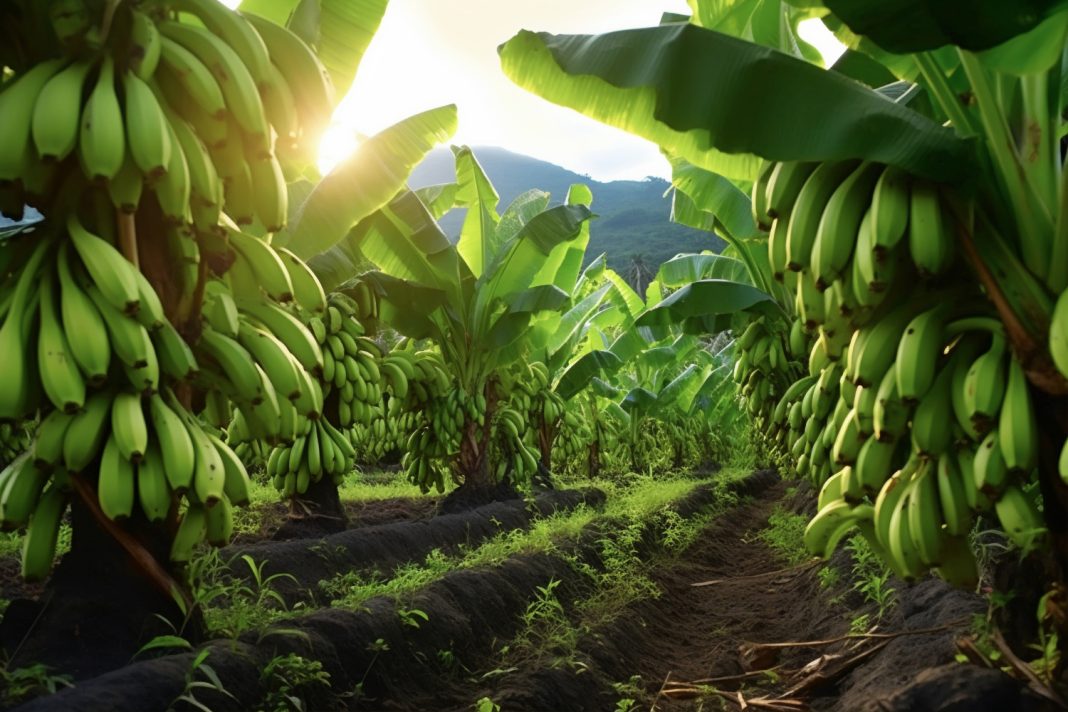 Глава Минсельхоза заявила о перспективах тропического агробизнеса в Сочи