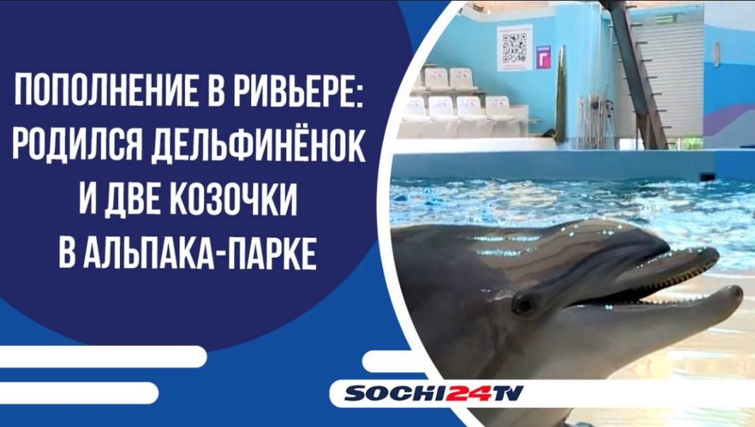 Беби-бум в Ривьере: в парке Сочи родились дельфиненок и две козочки