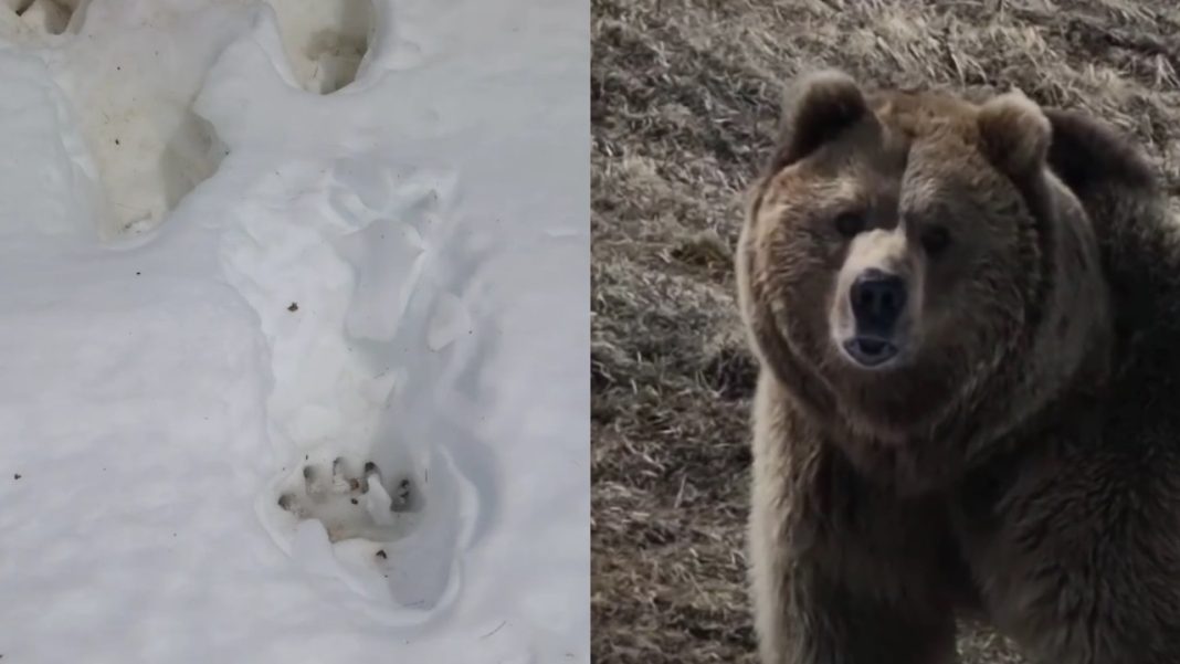 В горах Сочи обнаружены следы огромного медведя по кличке Кинг-Конг