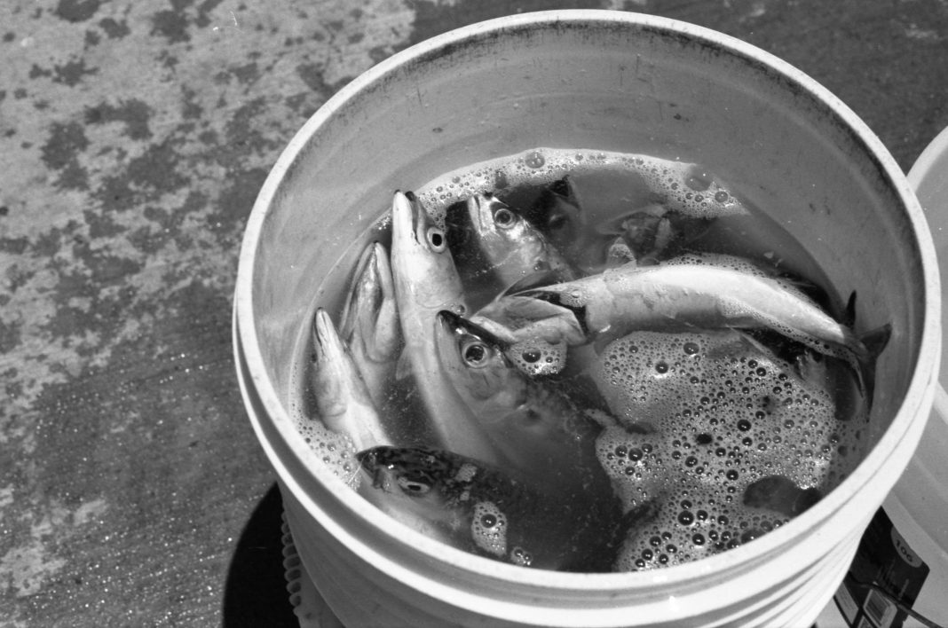 Больше 500 кг нелегальной рыбной продукции обнаружили правоохранители Сочи