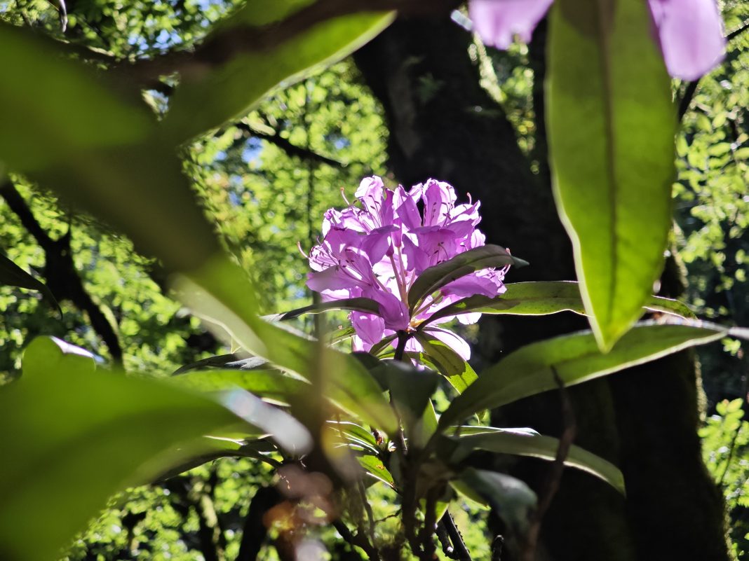 На заповедных землях Сочи цветут рододендроны