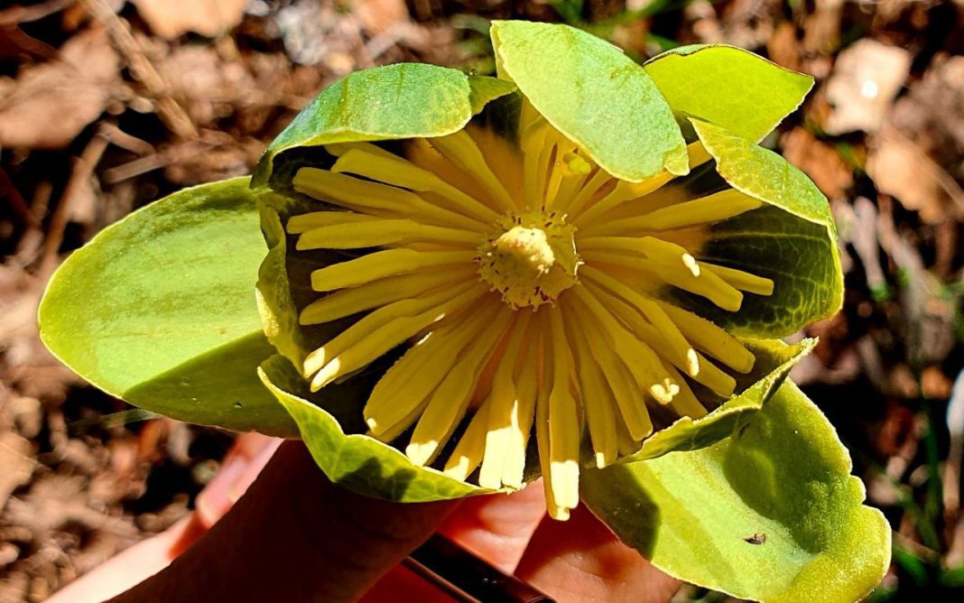 Цветки с запахом гнили расцвели в Сочи: удивительные факты о древнем растении