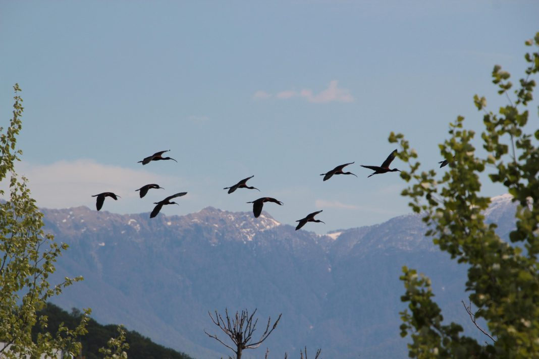 В орнитологическом парке Сочи увеличили до 230 число видов птиц