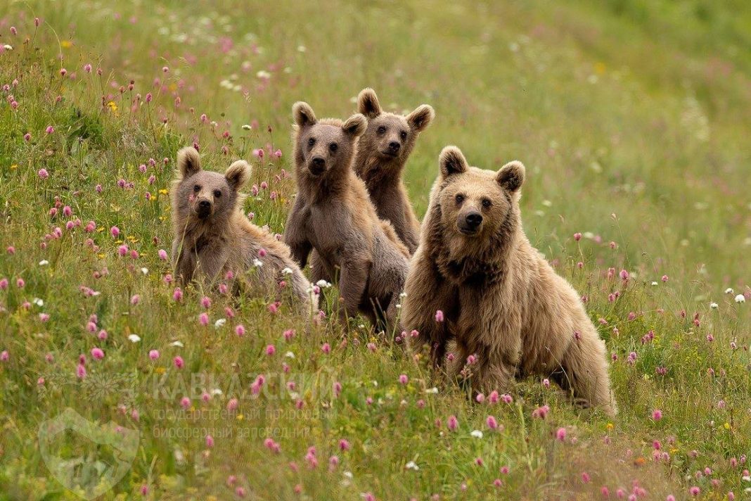 Кавказский заповедник посчитает бурых медведей в горах Сочи