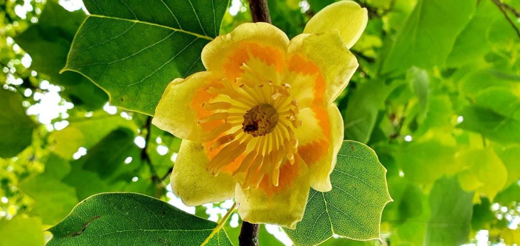 Тюльпановые деревья, пережившие динозавров, расцвели в Сочи