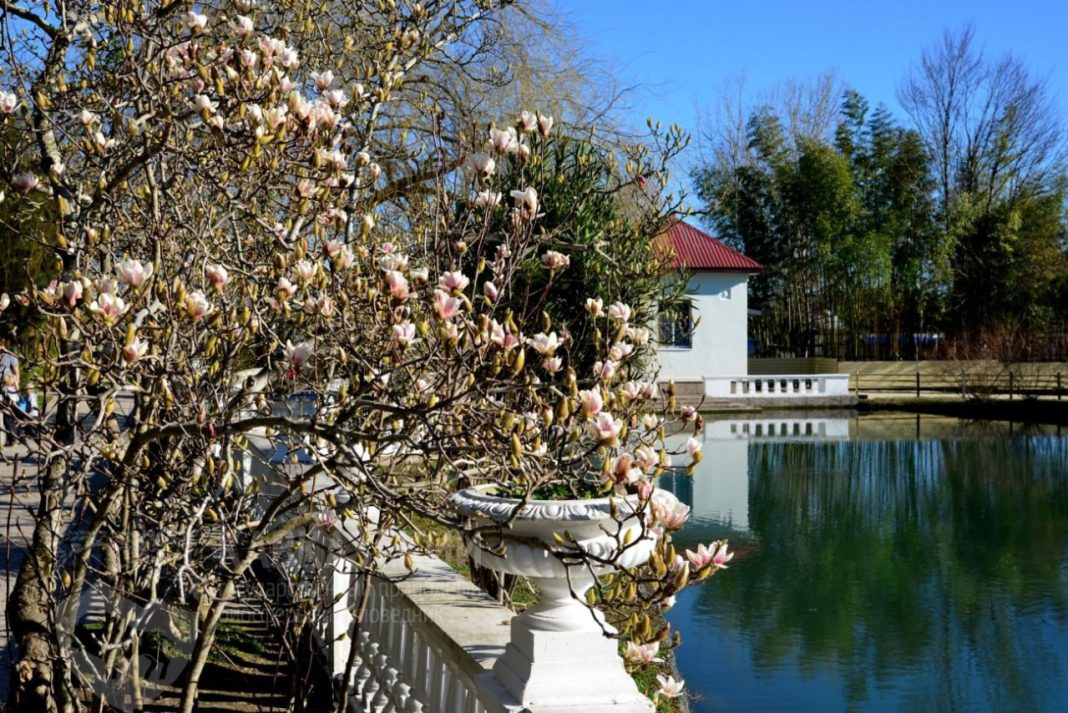 115-летию дендропарка «Южные культуры» посвятят научный семинар